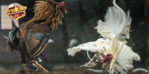 Kinh nghiệm chọn kèo đá gà cựa dao Indonesia hôm nay